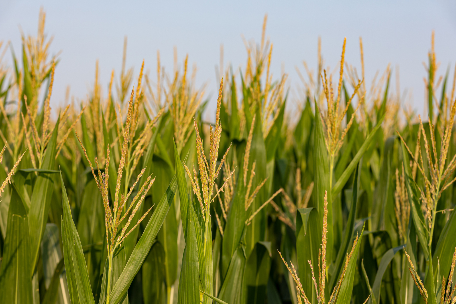 Farm Food Future: Συμμαχία για τη μικρή αγροδιατροφική επιχειρηματικότητα – Το στοίχημα του αγρότη – επιχειρηματία