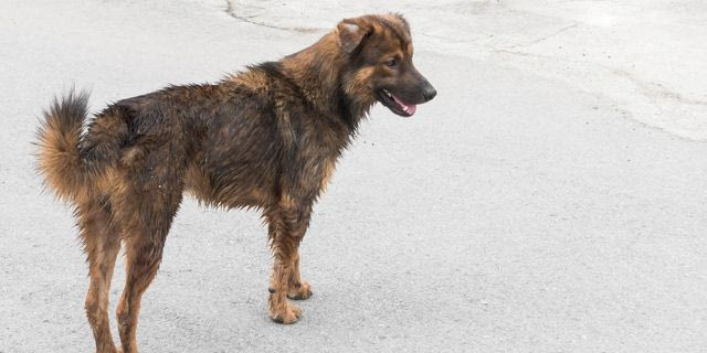 Αδέσποτος σκύλος, φωτογραφία αρχείου