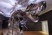 Σκελετός δεινοσαύρου T-Rex