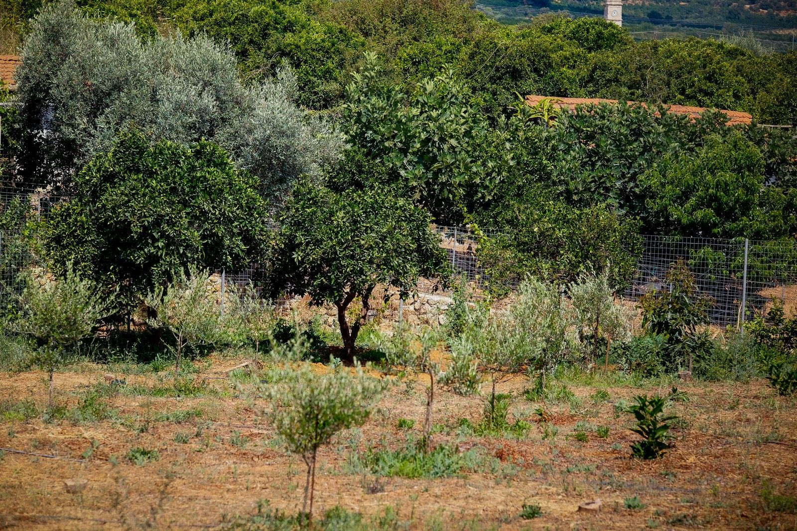 Τσακώθηκαν, έβαλε τη σορό σε σακούλα και την έθαψε - Σοκάρει η νέα γυναικοκτονία στα Χανιά