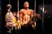 Body Worlds