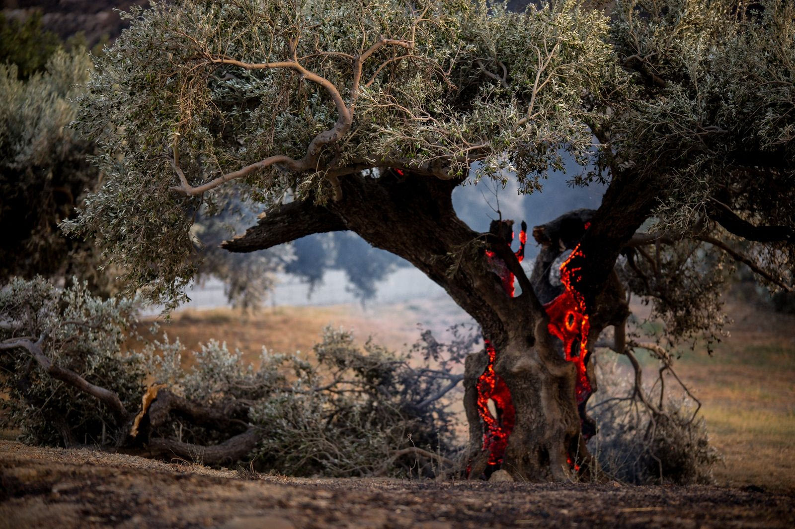 Φωτιές: Πολλά πύρινα μέτωπα στο Ρέθυμνο - Μεγάλος αντίπαλος ο άνεμος
