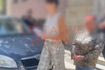 Κρήτη: Προσωρινά κρατούμενη η 42χρονη για τα βασανιστήρια στην 55χρονη