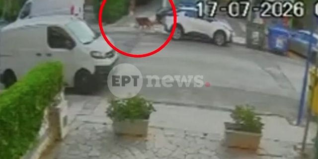 Βριλήσσια: Πώς έγινε η άγρια επίθεση του σκύλου στον 66χρονο – Βίντεο από το σημείο