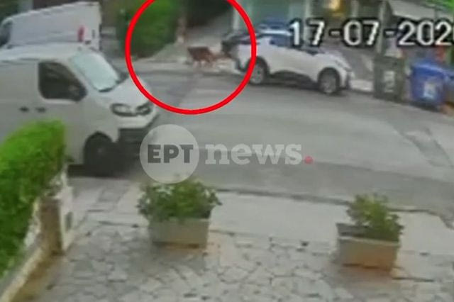 Βριλήσσια: Πώς έγινε η άγρια επίθεση του σκύλου στον 66χρονο – Βίντεο από το σημείο