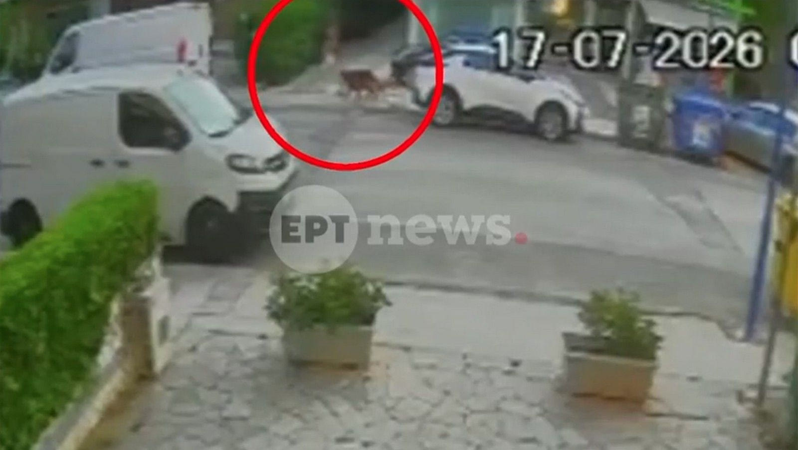 Βριλήσσια: Πώς έγινε η άγρια επίθεση του σκύλου στον 66χρονο - Βίντεο από το σημείο