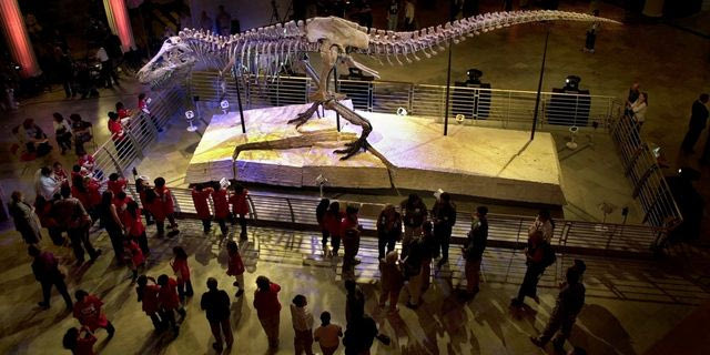 Στο “σφυρί” σκελετός T-Rex αξίας 30 εκατ. δολαρίων – Ανησυχία από τους επιστήμονες