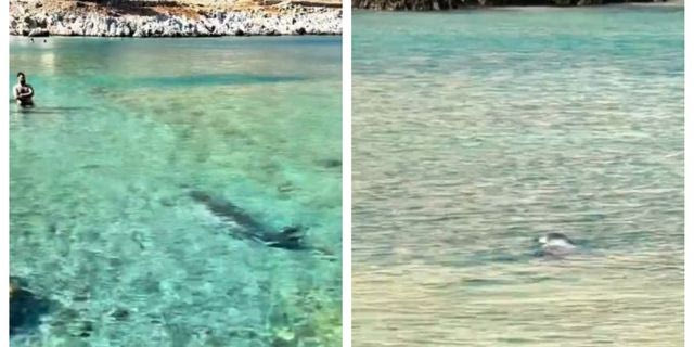 Βίντεο: Φώκια κολύμπησε δίπλα σε λουόμενους σε παραλία στη Σύμη