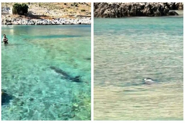 Βίντεο: Φώκια κολύμπησε δίπλα σε λουόμενους σε παραλία στη Σύμη