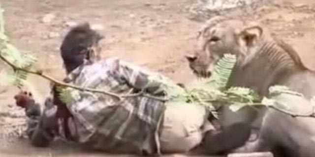 Λιοντάρι ακινητοποίησε άνδρα για 30 λεπτά – Viral το βίντεο της επίθεσης