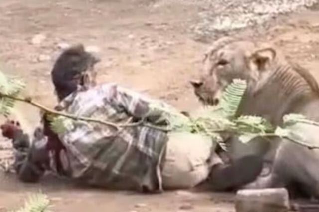 Λιοντάρι ακινητοποίησε άνδρα για 30 λεπτά – Viral το βίντεο της επίθεσης