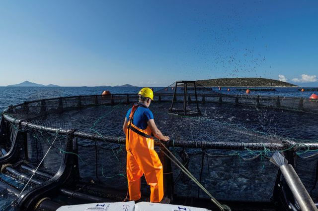 Ιχθυοτροφές τι πραγματικά ισχύει για τη σύνθεση τους τον έλεγχο και τη βιωσιμότητα τους