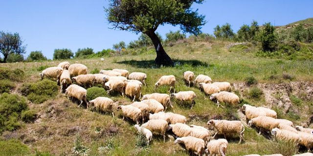 Κοζάνη: Επίθεση αρκούδας σε κτηνοτροφική μονάδα στο Ρύμνιο