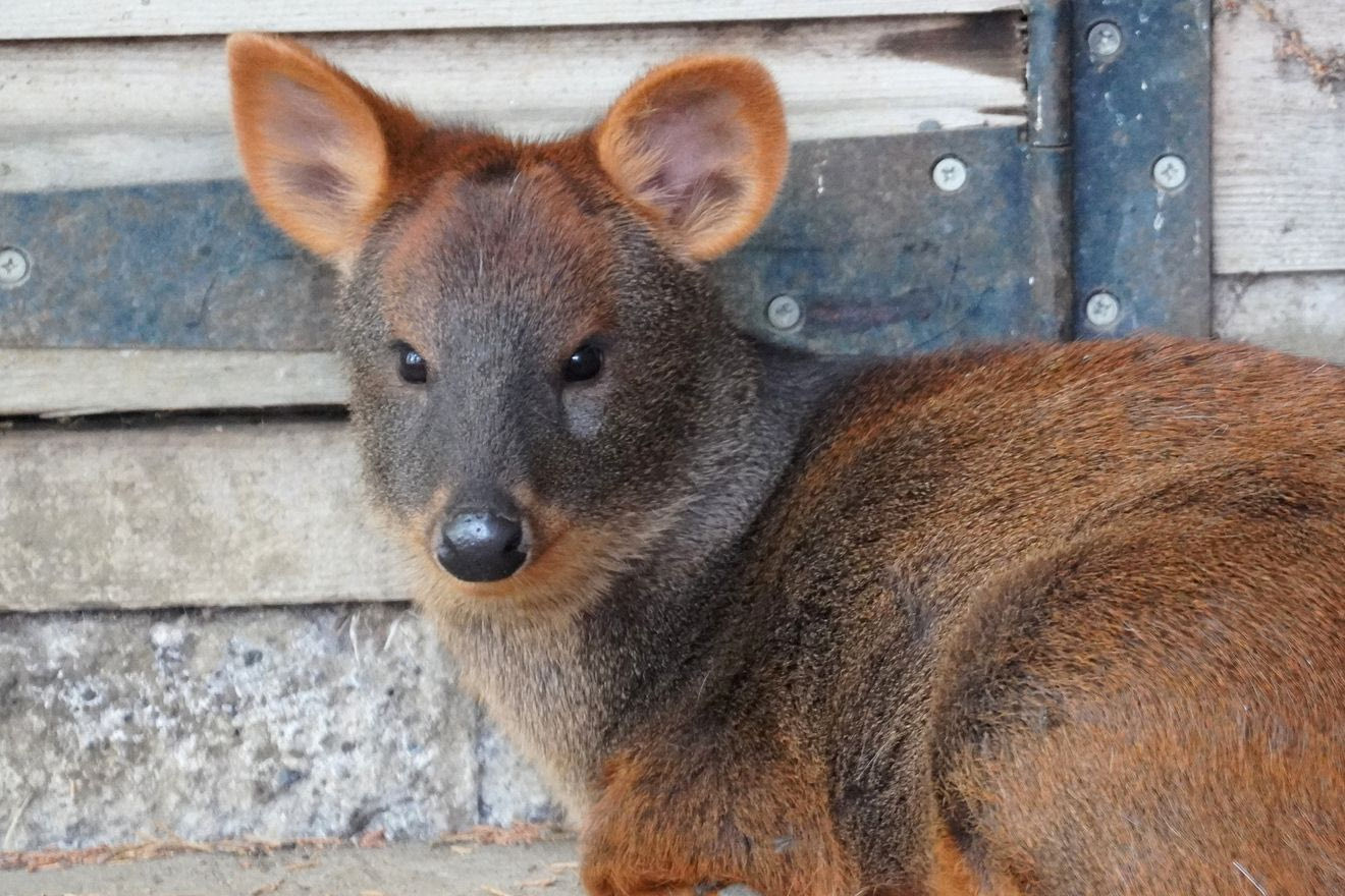 Νεαρό pudu