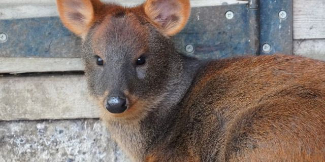 Νεαρό pudu