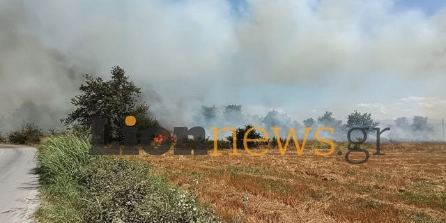 Οινούσσα Σερρών: Από ΙΧ φέρεται να ξεκίνησε η φωτιά – Δύο προσαγωγές