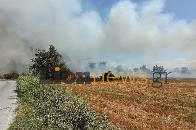Οινούσσα Σερρών: Από ΙΧ φέρεται να ξεκίνησε η φωτιά – Δύο προσαγωγές