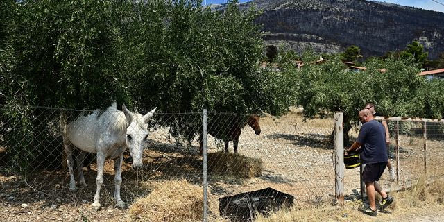 Στα καμένα σπίτια για να σώσουν ζωές: Συγκλονιστικές διασώσεις ζώων από το ΔΙΚΕΠΑΖ