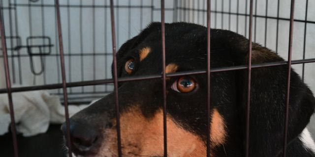 Σώθηκαν πάνω από 100 ζώα στο πρόχειρο καταφύγιο στα Βίλια