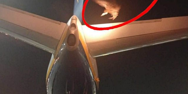 Ηράκλειο: Γύπας ”προσγειώθηκε” σε αεροσκάφος της Ryanair και δεν το άφηνε να απογειωθεί