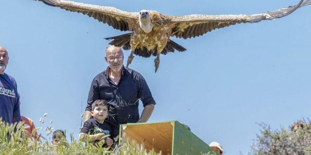 Γιατί νεαροί γύπες εμφανίζονται σε δρόμους και παραλίες της Κρήτης;