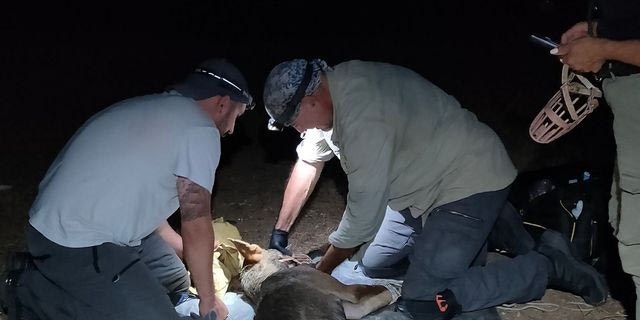 Θεσσαλονίκη: Εντοπίστηκε ο λύκος που είχε επιτεθεί σε 4χρονο παιδί