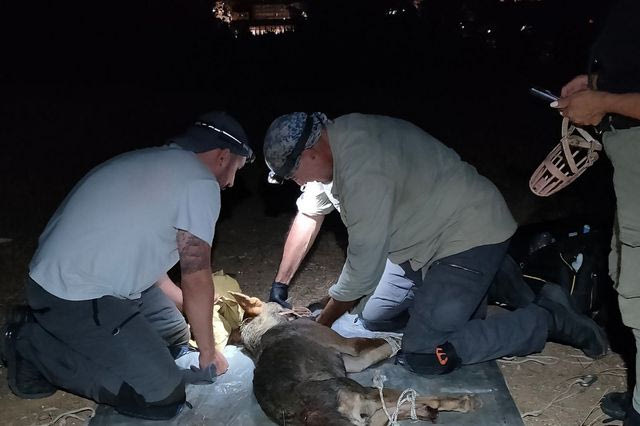 Θεσσαλονίκη: Εντοπίστηκε ο λύκος που είχε επιτεθεί σε 4χρονο παιδί