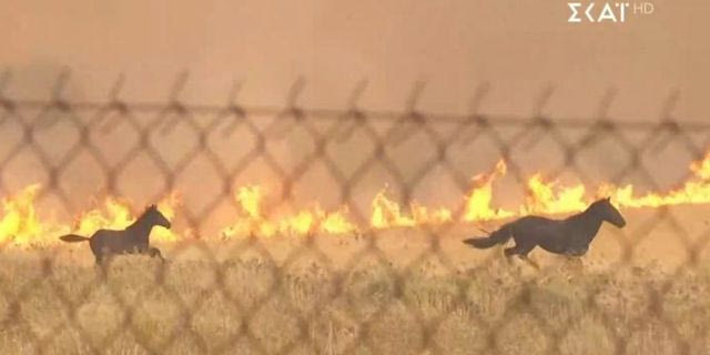 Δραματικό βίντεο: Άλογα τρέχουν πανικόβλητα να γλιτώσουν από τις φλόγες