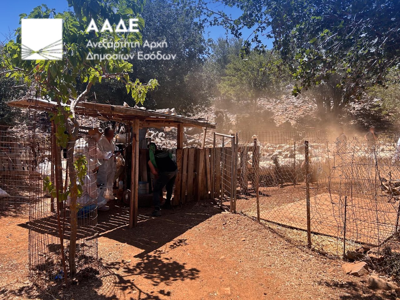 ΑΑΔΕ: Πρώτος μαζικός επιτόπιος έλεγχος για αγροτικές επιδοτήσεις – 195 έλεγχοι κτηνοτρόφων στην Κρήτη