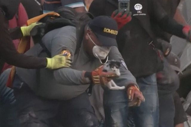 Σεισμός στην Κολομβία: Η συγκινητική στιγμή που διασώστες ανασύρουν γατάκι ζωντανό από τα συντρίμμια