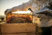 Παραγωγός μελιού στην Τουρκία