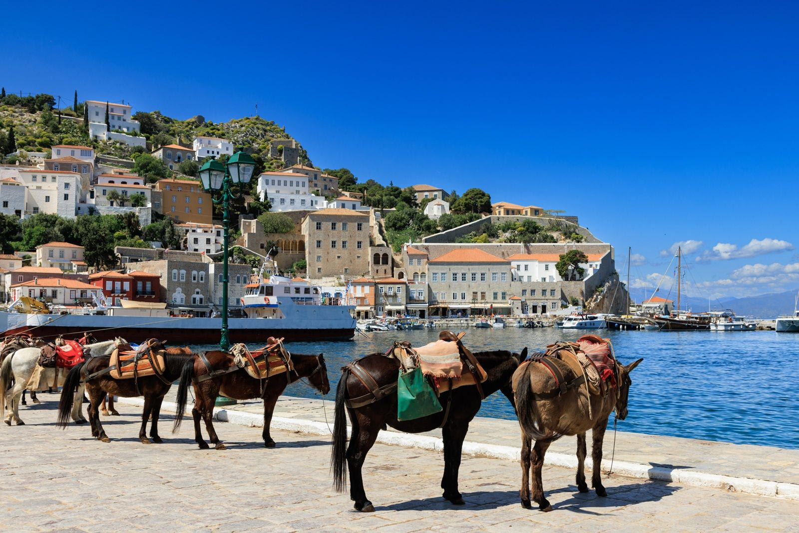 Γαϊδούρια στέκονται στον παραλιακό δρόμο του λιμανιού της Ύδρας.