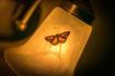 A moth landing on a lamp in a dark room. The image is angled with the lamp extending from the upper right corner to the lower left. The Moth is visible through backlighting.