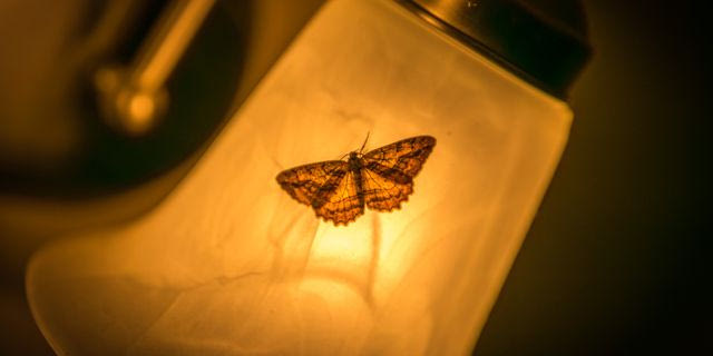 A moth landing on a lamp in a dark room. The image is angled with the lamp extending from the upper right corner to the lower left. The Moth is visible through backlighting.
