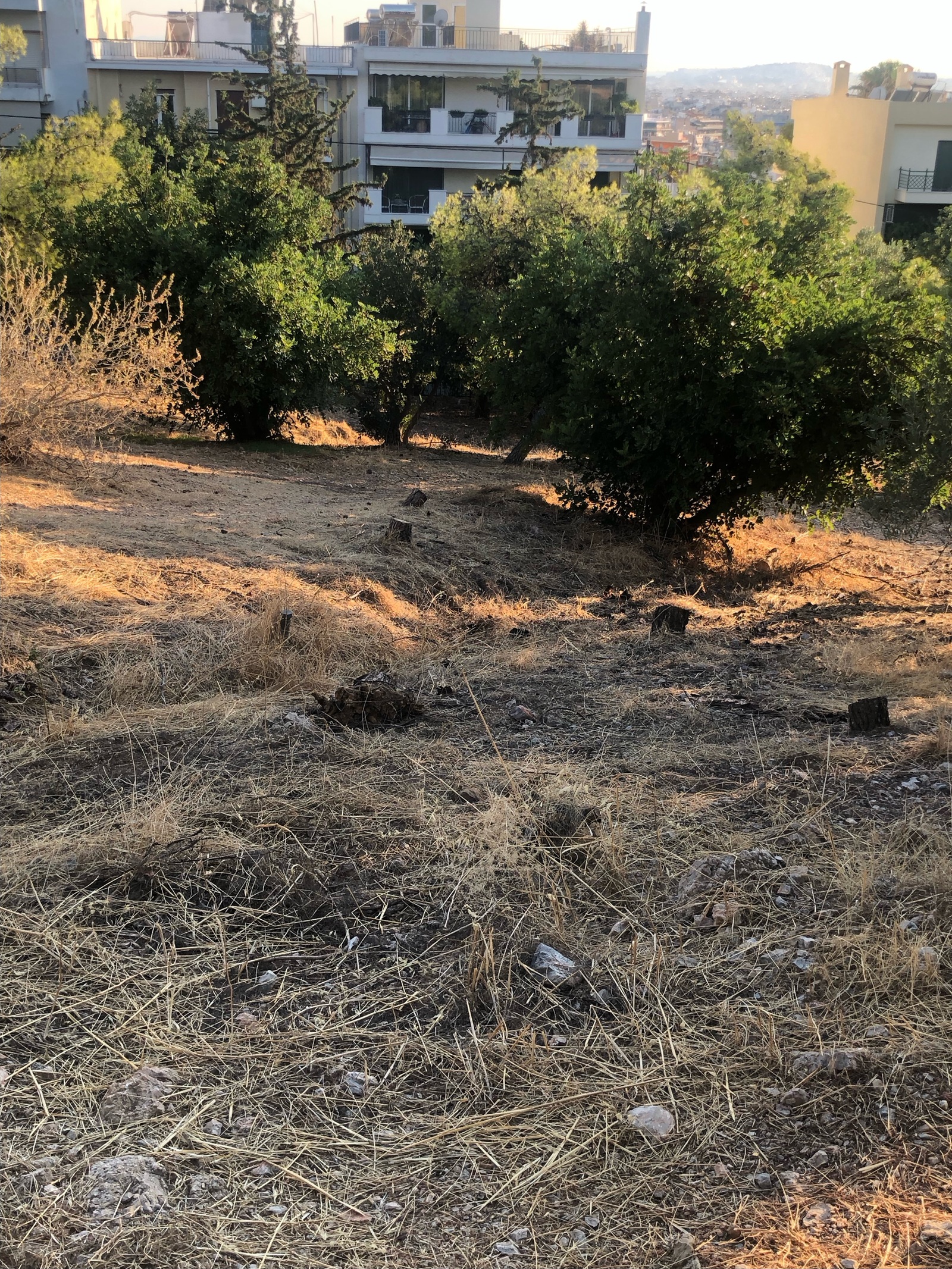 Λόφος Φιλοπάππου: Εργασίες καθαρισμού από τον Δήμο Αθηναίων μετά το δημοσίευμα του NEWS 24/7