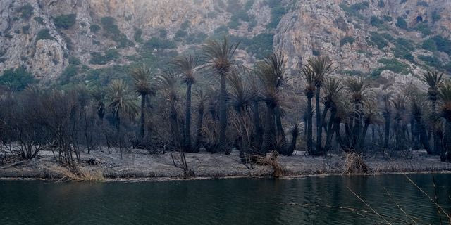 Φωτιά στο Ρέθυμνο: Πότε θα γίνει ξανά πράσινο το φοινικόδασος της Πρέβελης