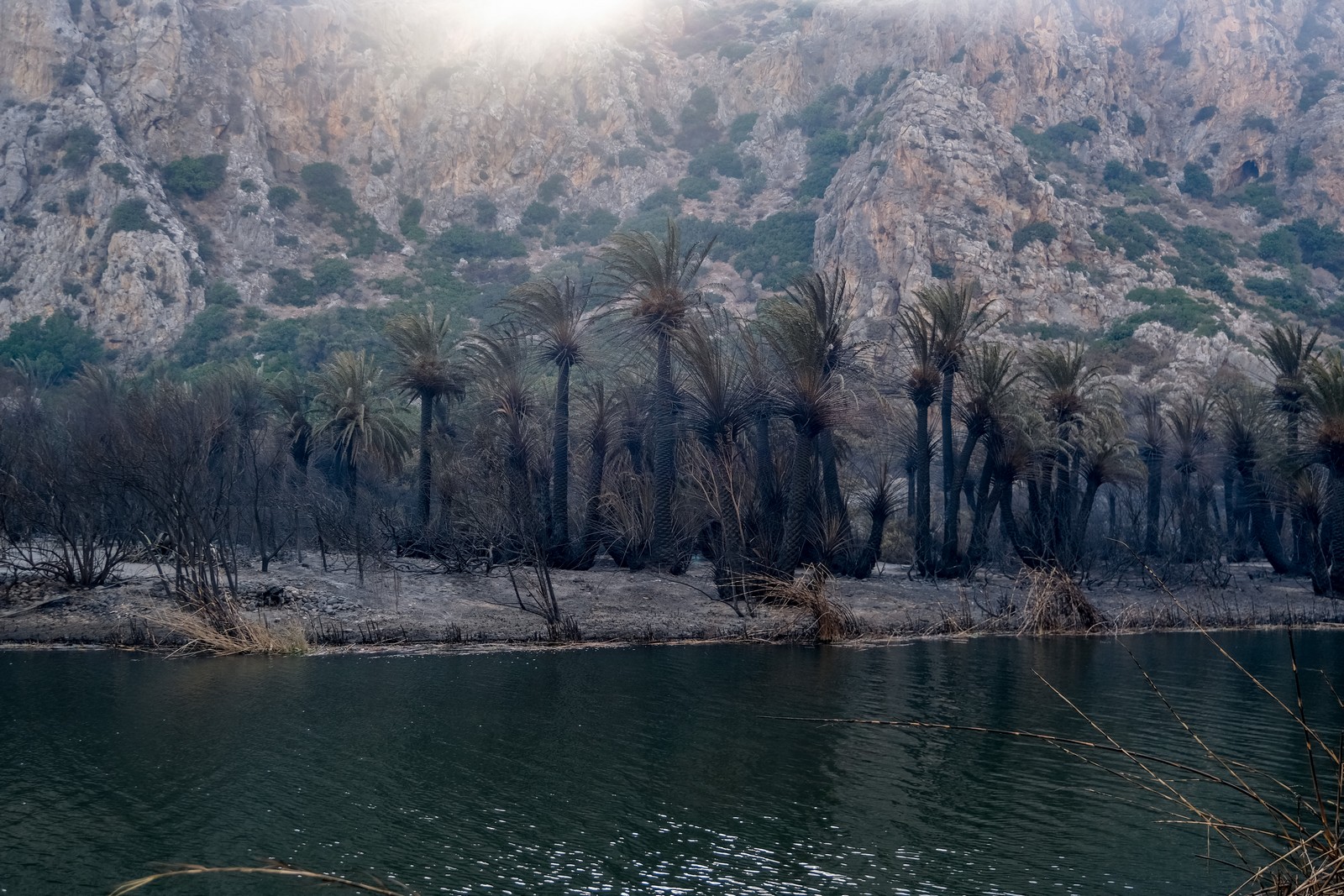 Φωτιά στο Ρέθυμνο: Πότε θα γίνει ξανά πράσινο το φοινικόδασος της Πρέβελης
