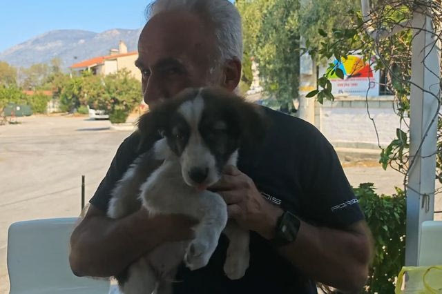 Ένα μικρό “θαύμα” μέσα στις φλόγες – Ο Μπρούνο, το κουτάβι, που γλίτωσε από τη φωτιά