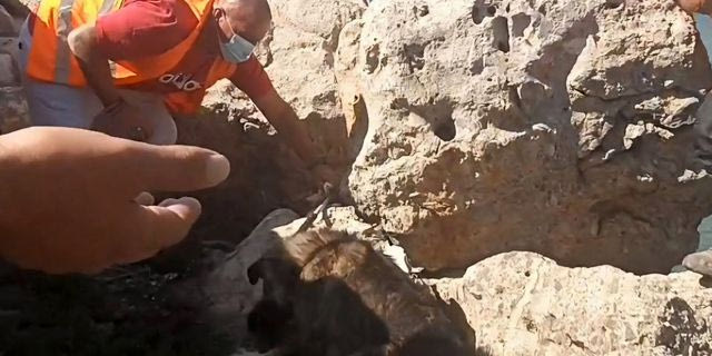 Ζώα κατέφυγαν στα βράχια για να γλιτώσουν – Δραματικές επιχειρήσεις διάσωσης στα πύρινα μέτωπα