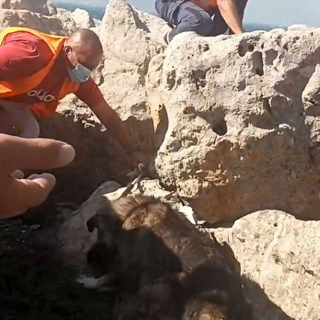 Ζώα κατέφυγαν στα βράχια για να γλιτώσουν – Δραματικές επιχειρήσεις διάσωσης στα πύρινα μέτωπα
