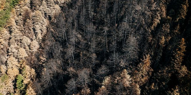 Τμήμα του δάσους που κάηκε με υψηλή δριμύτητα και το οποίο περιβάλλεται από διαφορετικής δριμύτητας λόχμες καμένων εκτάσεων και άκαυτες νησίδες που αναμένεται να συμβάλλουν μακροπρόθεσμα στην φυσική του αποκατάσταση μέσω φυσικής σποράς.