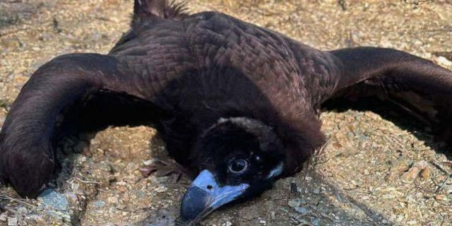 Μαζική δηλητηρίαση άγριας ζωής στη Δαδιά