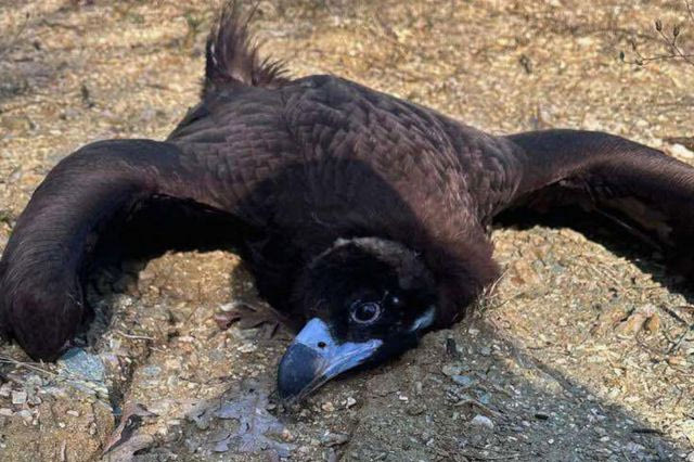 Μαζική δηλητηρίαση άγριας ζωής στη Δαδιά