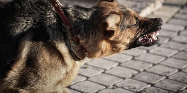 Βούλα: Σύλληψη συγγενικού προσώπου του Τσιτσιπά για την επίθεση των σκύλων – Διαψεύδει η οικογένεια