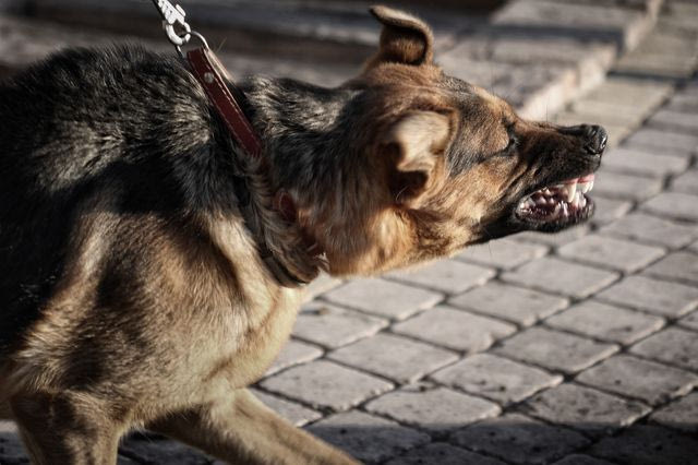 Βούλα: Σύλληψη συγγενικού προσώπου του Τσιτσιπά για την επίθεση των σκύλων – Διαψεύδει η οικογένεια