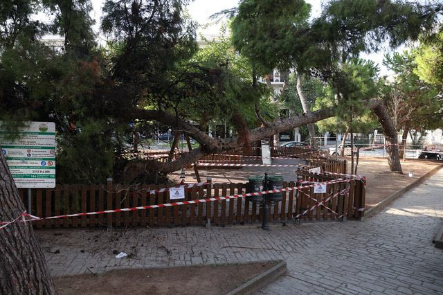 Καλαμαριά: Έπεσε δέντρο πάνω σε μητέρα και παιδί ενώ βρίσκονταν σε παιδική χαρά