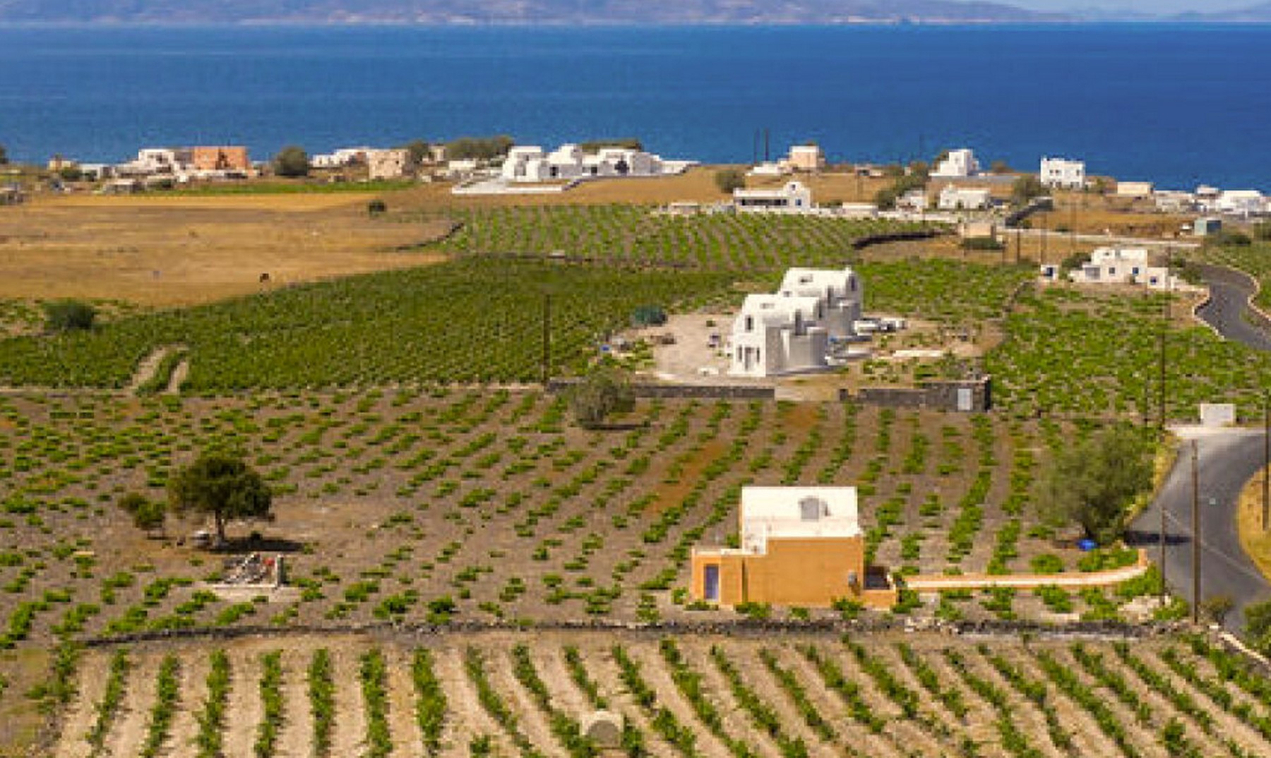 Κτήμα Σιγάλα: Στους 350 τόνους η παραγωγή ΠΟΠ Σαντορίνη – Τι δείχνουν οι νέες φυτεύσεις