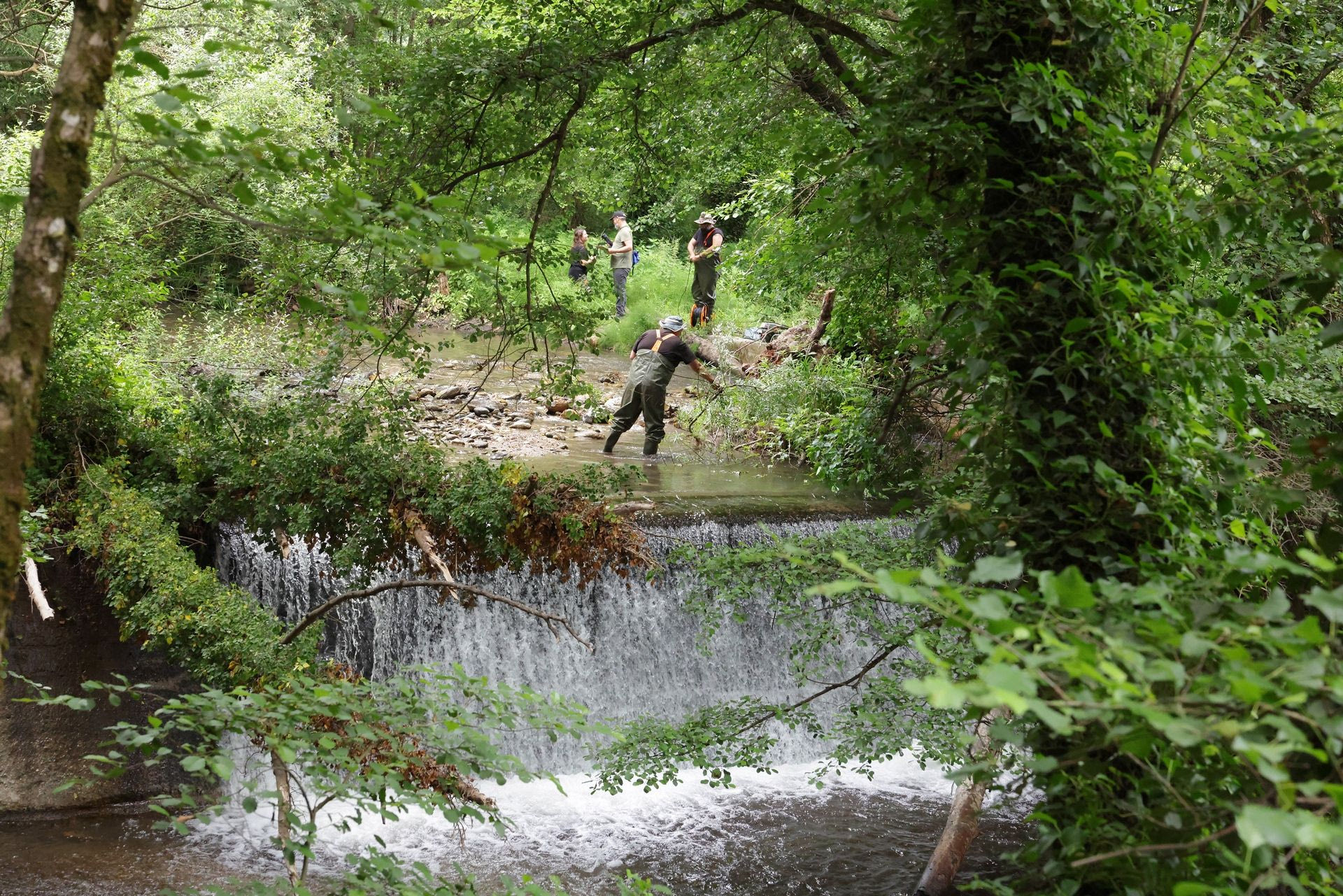Δειγματοληψίες ψαριών και ασπονδύλων ανάντη του παρωχημένου φράγματος στο Βαθύρεμα Ευρώτα. (έργο ReFlow)