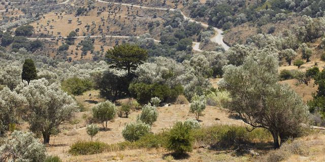 Θρίλερ στα Χανιά: Ανθρώπινος σκελετός βρέθηκε σε χωράφι