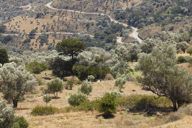 Θρίλερ στα Χανιά: Ανθρώπινος σκελετός βρέθηκε σε χωράφι